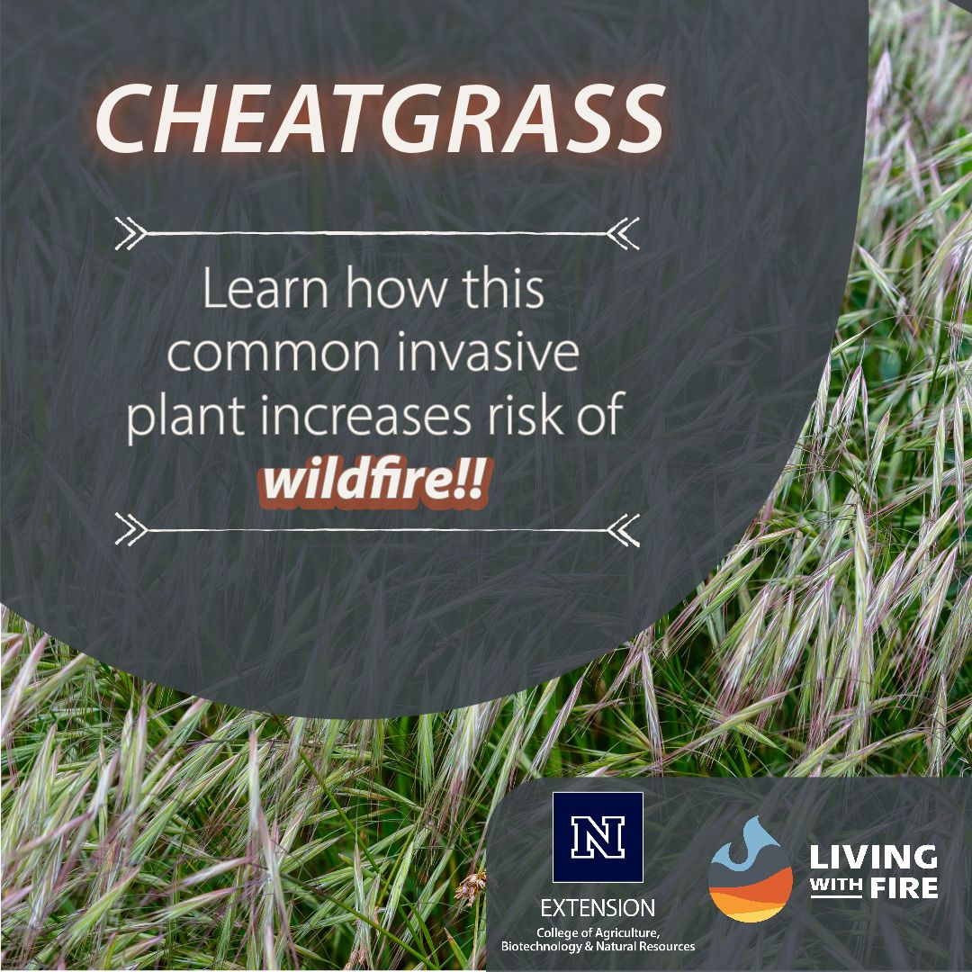 🔥 Protect Our Wildlands 🌾 

Don't let the beauty of cheatgrass fool you – it's a wildfire hazard waiting to happen! Let's be mindful of this invasive species and help keep our natural landscapes safe. 🌲

#CheatgrassAwareness #WildfirePrevention #ProtectOurEnvironment