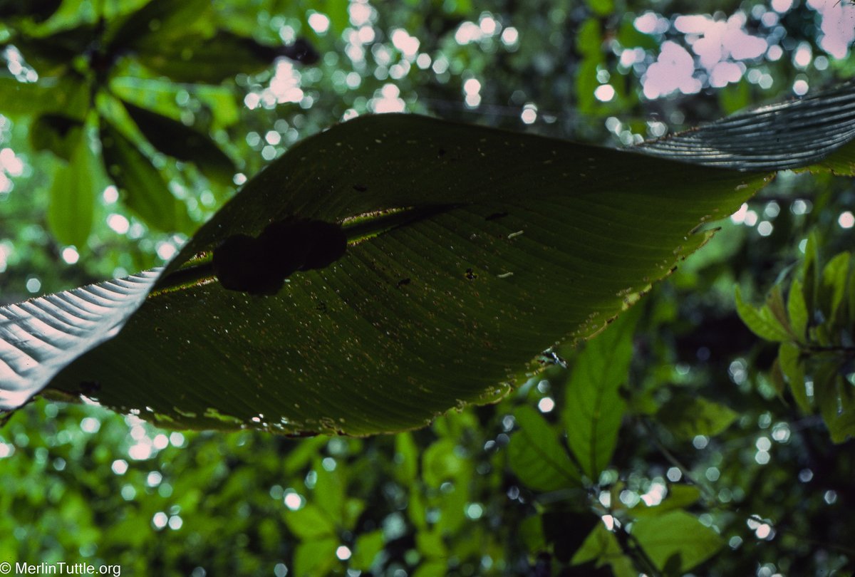 Merlin Tuttle’s Bat Conservation tweet media