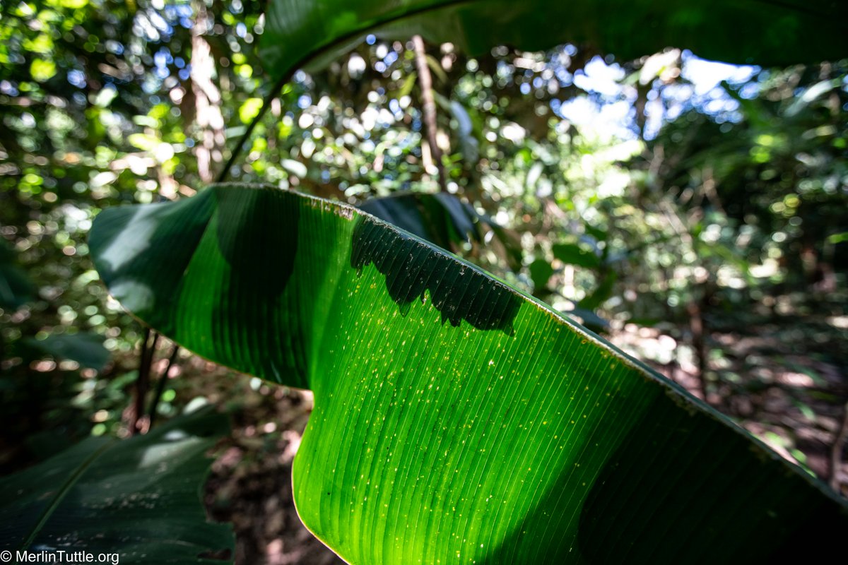 Merlin Tuttle’s Bat Conservation tweet media
