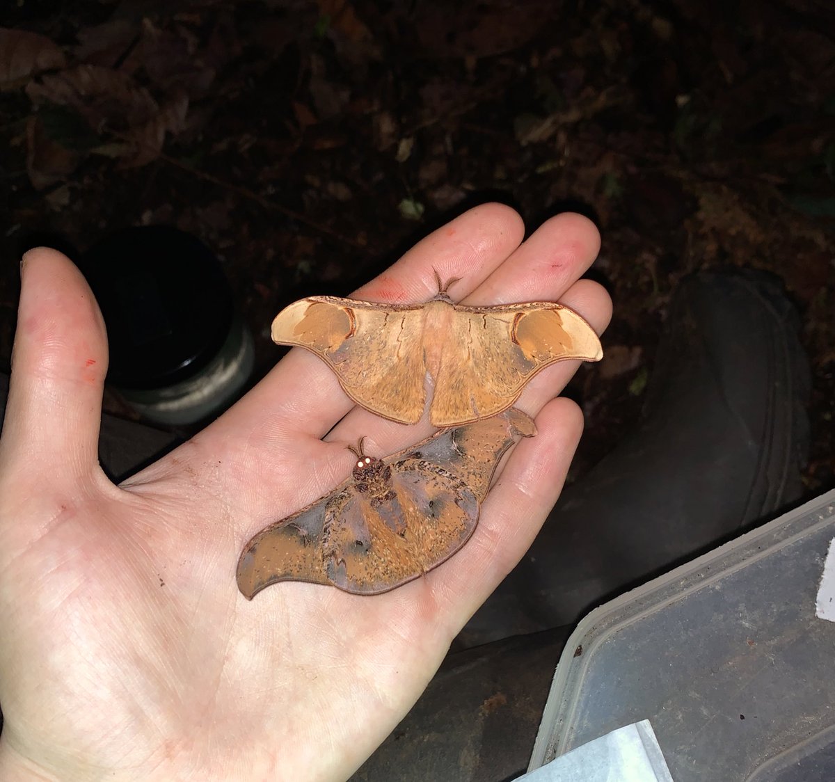 Charlie Hackforth (@cnhackforth) on Twitter photo The first insect pics I have to share are these deliciously-chocolatey-looking Saturniids, genus Dogoia, which were extremely abundant at all of the hardwood swamp-forest light sheet sessions. The first insect pics I have to share are these deliciously-chocolatey-looking Saturniids, genus Dogoia, which were extremely abundant at all of the hardwood swamp-forest light sheet sessions.