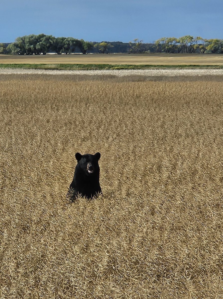 Lorne Henkelman tweet media