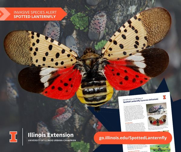 ILPestSurvey's tweet photo. From @ILextension : Did you see a spotted lanternfly? Send a picture to  lanternfly@illinois.edu with the date, specific location, &amp; number of  insects.
Know what to look for. Download this identification fact sheet
- https://t.co/nQxVZX1CmC
- En español: https://t.co/jdlXRGKxID https://t.co/g5U77lnxN3