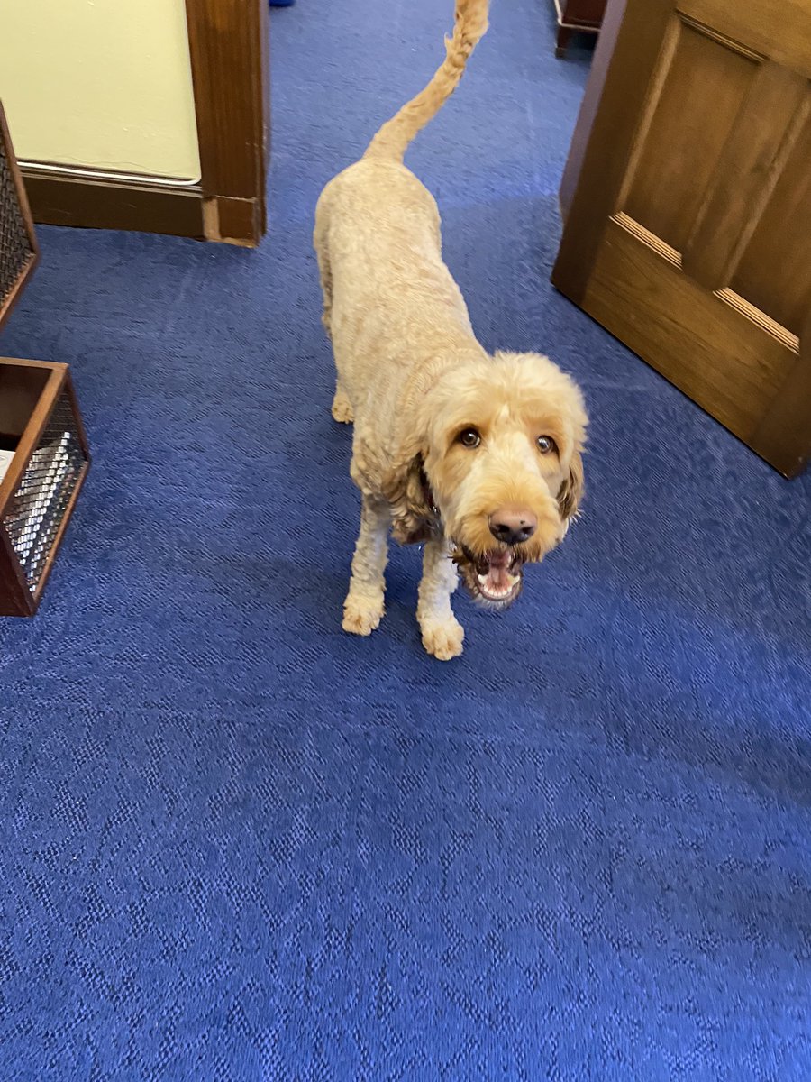 Thanks to @RepGolden of Maine, your wonderful staff, and Archie for welcoming us to your office to talk about working towards PBM transparency and reform, and discussing The importance of Step therapy and putting patients first. @ACRheumDC #Act4Arthritis #bestdoginDC