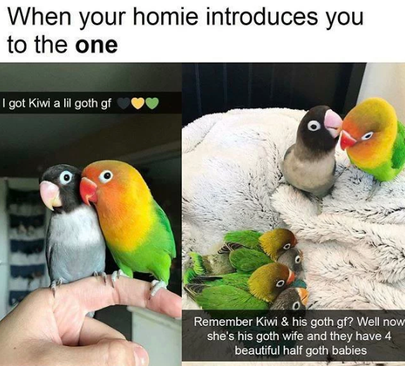 WholesomeMemes tweet media