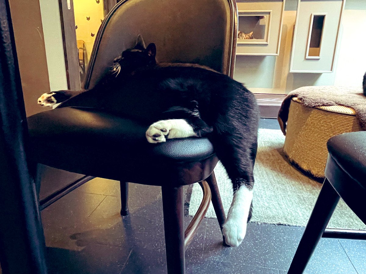 WantToMake36157's tweet photo. Spent a delightful afternoon at a cat café, surrounded by playful furballs ❤️❤️❤️ 

#CatCafe #Meow https://t.co/10OxFLygyz