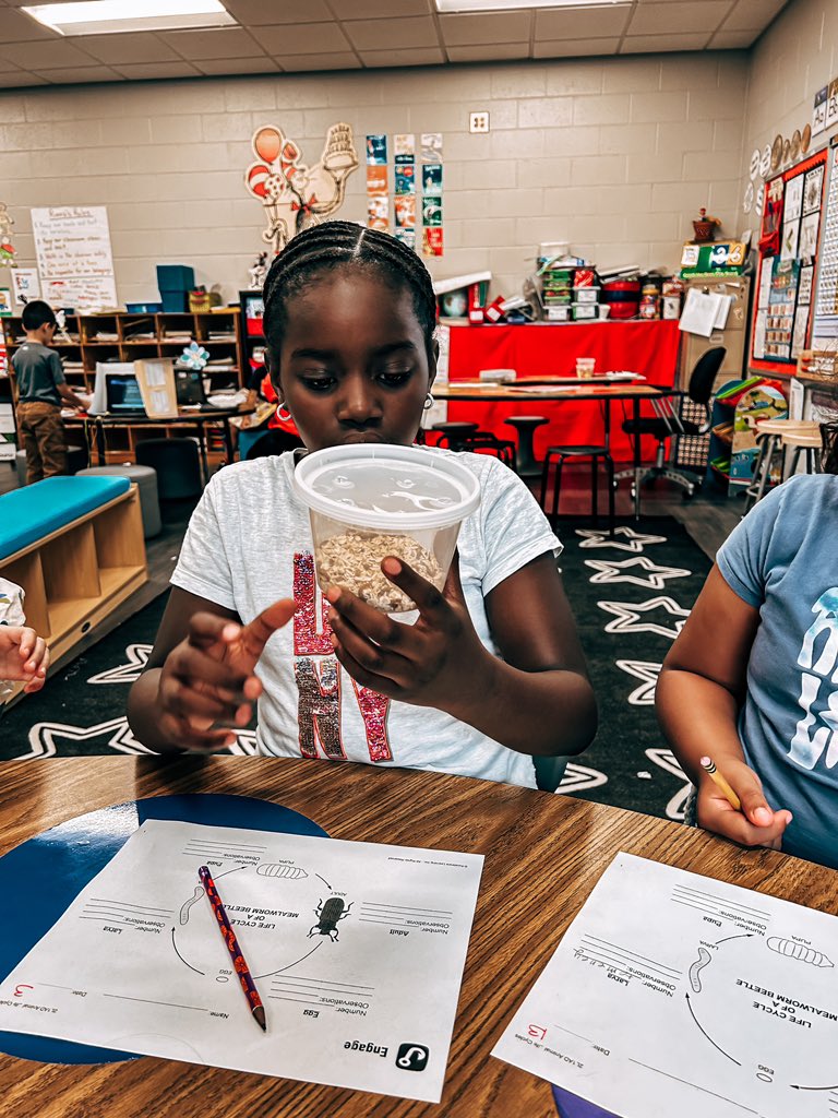 GCSS_GEA's tweet photo. Mrs. Rivera’s 2nd graders learning about the lifecycle of the mealworm beetle and making observations! https://t.co/GldLRsfbSL