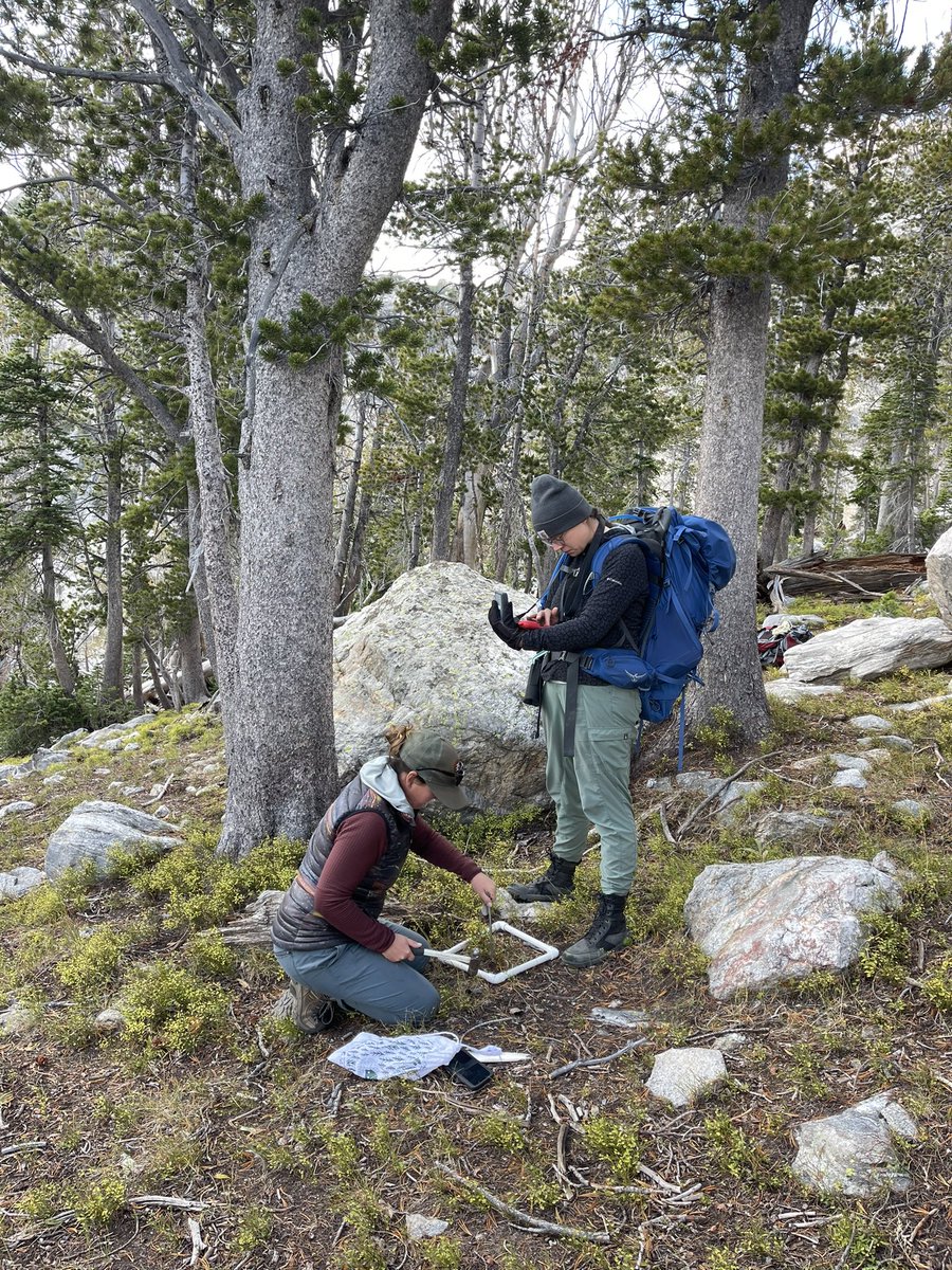 EPansing's tweet photo. Direct seeding could expand #whitebark’s restoration 🧰, ⬆️ restoration in remote areas, ⬇️ time for compliance, and ⬇️ time between seed collection and restoration. @AmericanForests and @NatlParkService just began a seeding experiment to restore the tree and refine methodology. https://t.co/6dP7komkRr