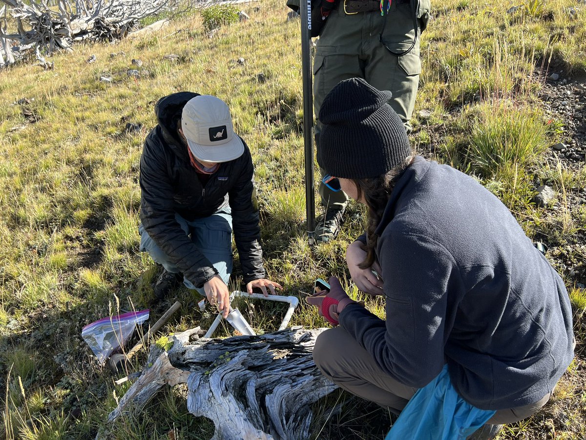 EPansing's tweet photo. Direct seeding could expand #whitebark’s restoration 🧰, ⬆️ restoration in remote areas, ⬇️ time for compliance, and ⬇️ time between seed collection and restoration. @AmericanForests and @NatlParkService just began a seeding experiment to restore the tree and refine methodology. https://t.co/6dP7komkRr
