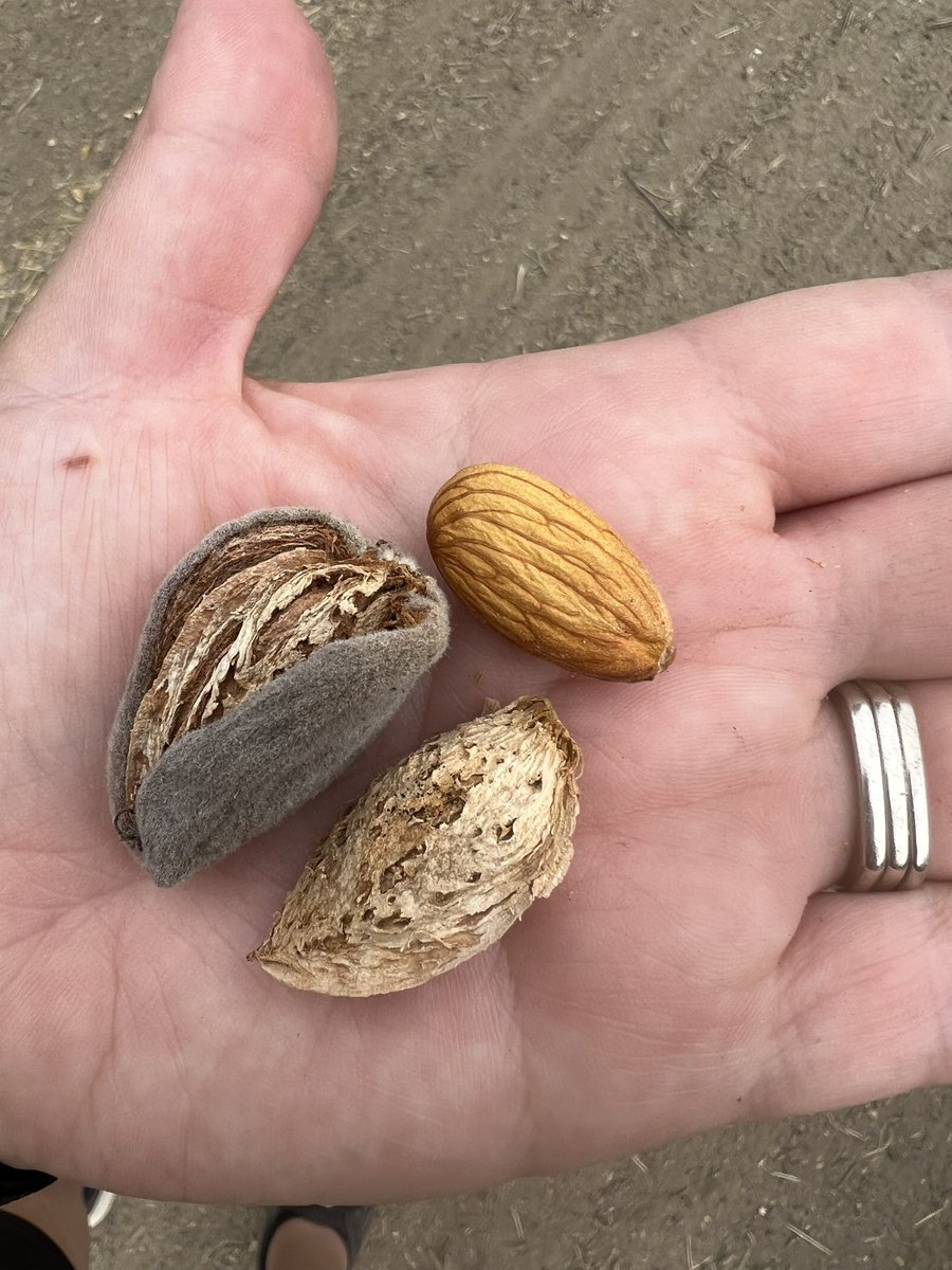 Did you know the almond has 3 parts? The kernel is what we eat. The shell is used for livestock bedding and landscapes. The hull is fed to dairies and beef feedlots. Almond are a true zero waste crop. #almonds #zerowaste