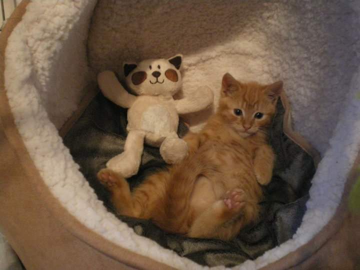 Edith & Reggie the Dachshunds tweet media