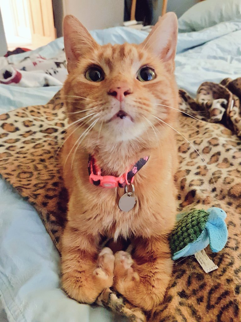 Edith & Reggie the Dachshunds tweet media