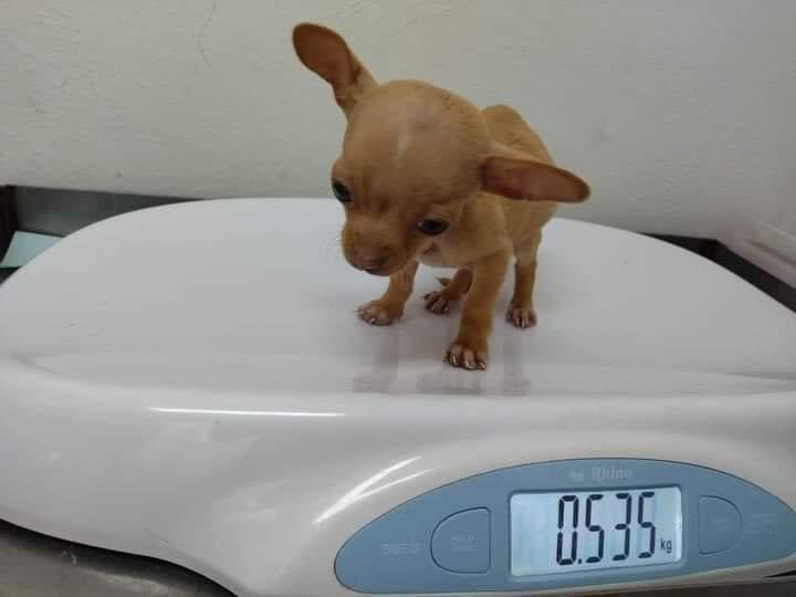 perritos_qctd's tweet photo. Medio kilo de puro coraje https://t.co/vFl7EoxBxu