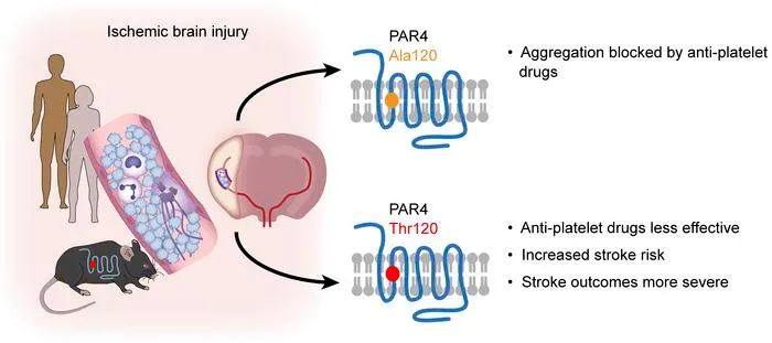 The PAR4 Thr120 variant influences platelet-neutrophil interactions and stroke outcomes: buff.ly/3sZDTRn @racampbell04 @FrederikDenorme @MaryCushmanMD #Hematology #Neuroscience