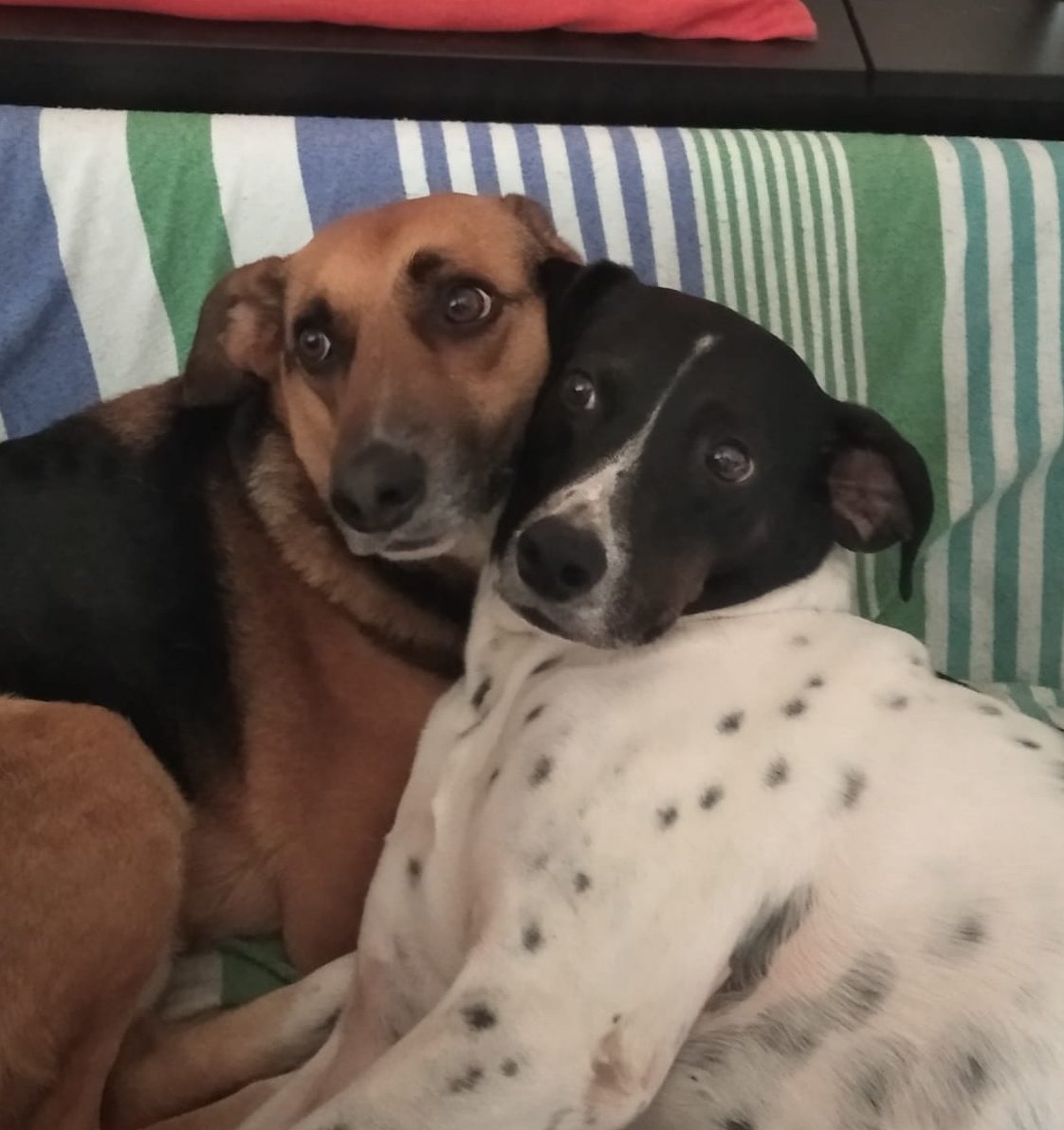 Jack & Timos - senior dogs tweet media
