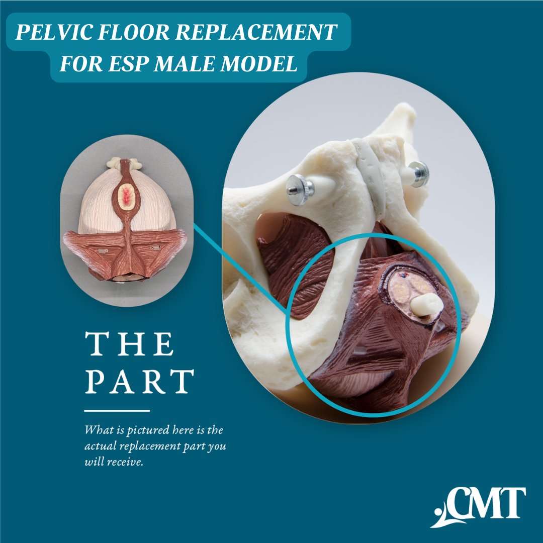CurrentMedTech's tweet image. We now offer replacement parts, such as the Pelvic Floor Replacement for ESP Male Model.

Check out the parts: cmtmedical.com/product-catego…

#CMT #replacementparts #educationalmodel #pelvicfloortherapy #pelvicfloorphysicaltherapy