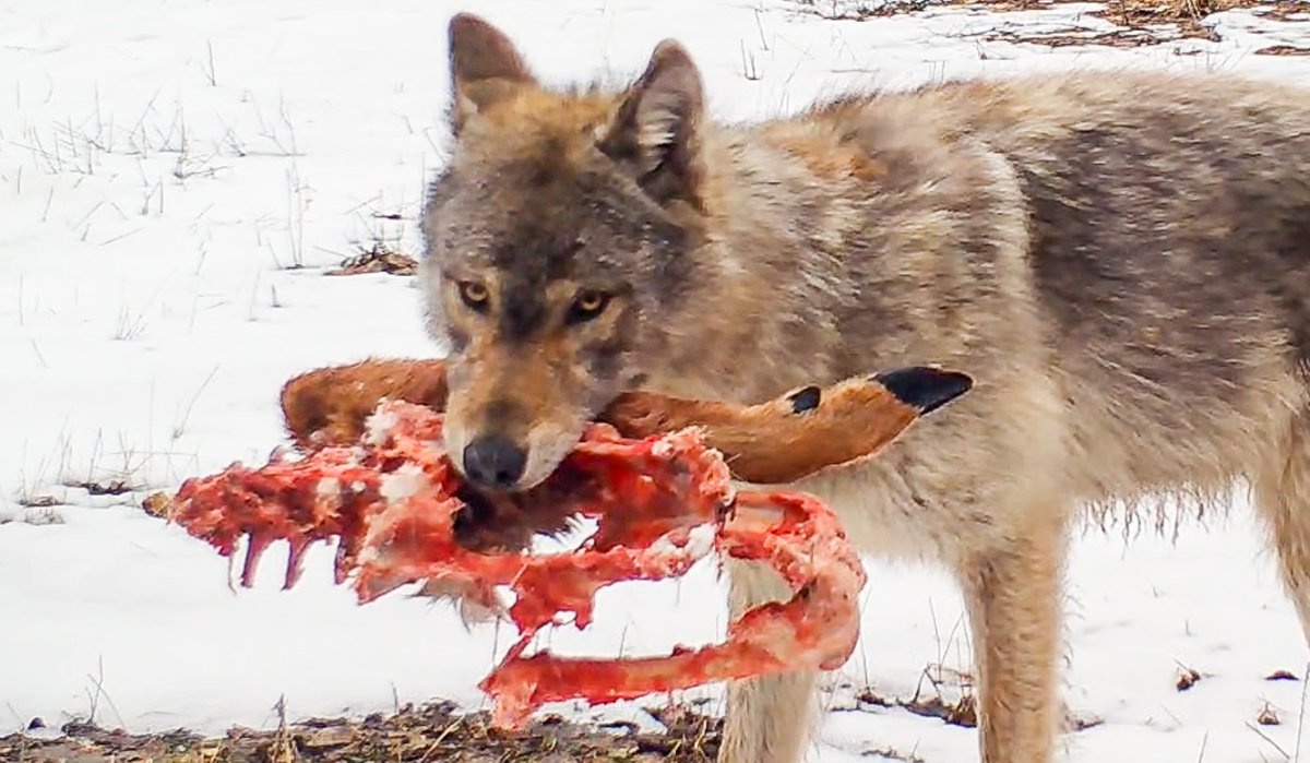 Voyageurs Wolf Project tweet media