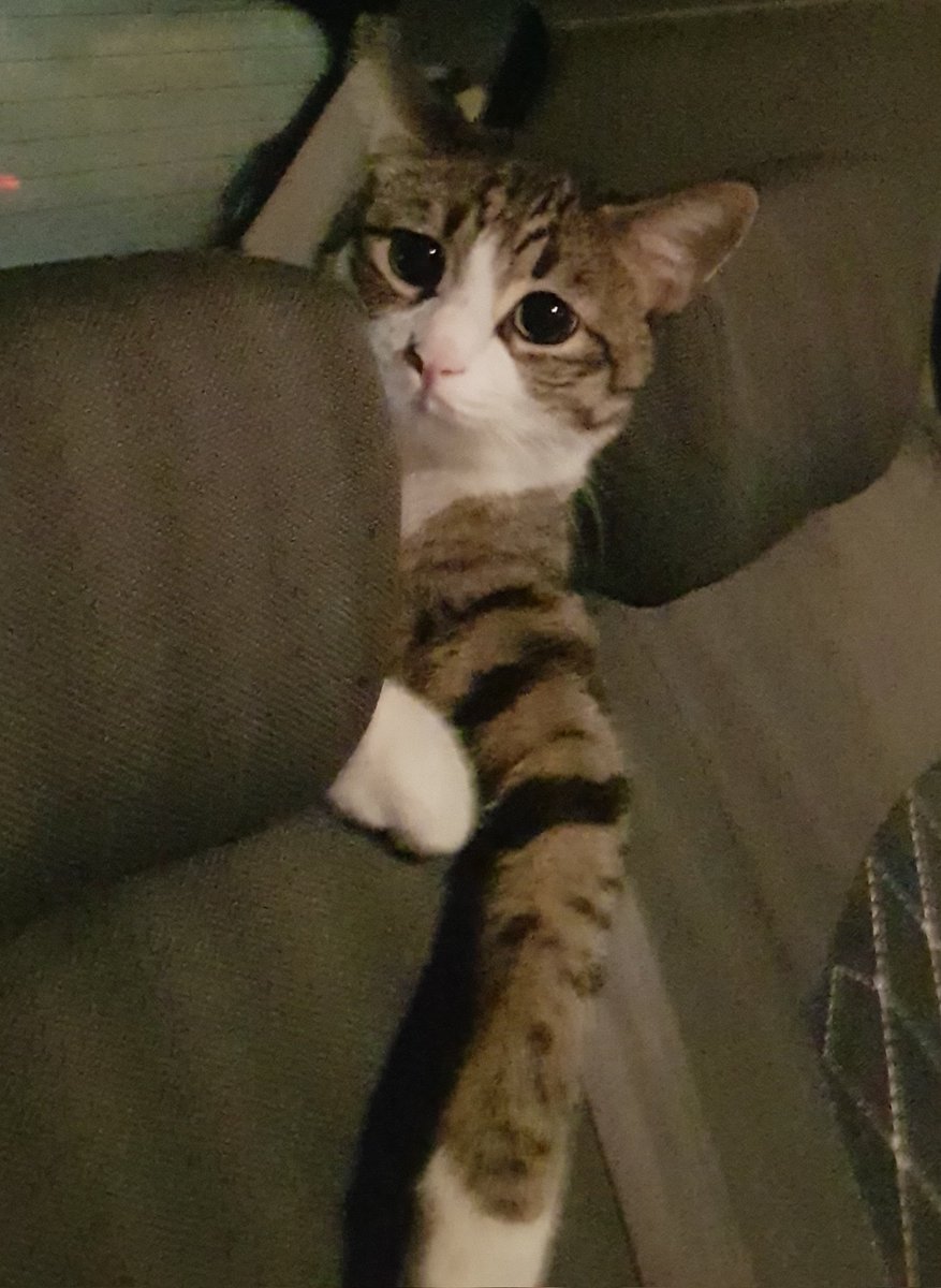 itsbaranaa's tweet image. اسنپ گرفتم... راننده موقع سوار شدن گفت گربم تو ماشینه نمیترسین؟ خیلی دلش میخواست باهام بیاد دلم نیومد خونه تنهاش بزارم و خیلی از مسافرامو امروز از دست دادم ولی اشکال نداره ... گفتم نه و تا خود خونه این وضیت این بچه بود: