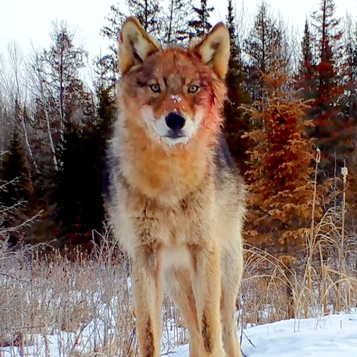 Voyageurs Wolf Project tweet media
