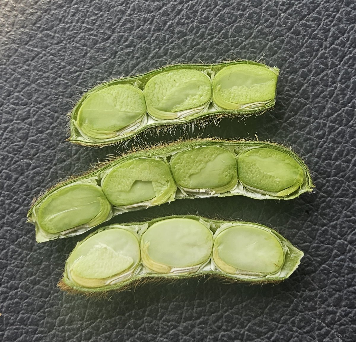 ar_verification's tweet image. Poinsett County SRVP double crop soybeans finishing up this week. Good pod set and good bean size. Ready to see what they cut in a few weeks. @luv2shoot36