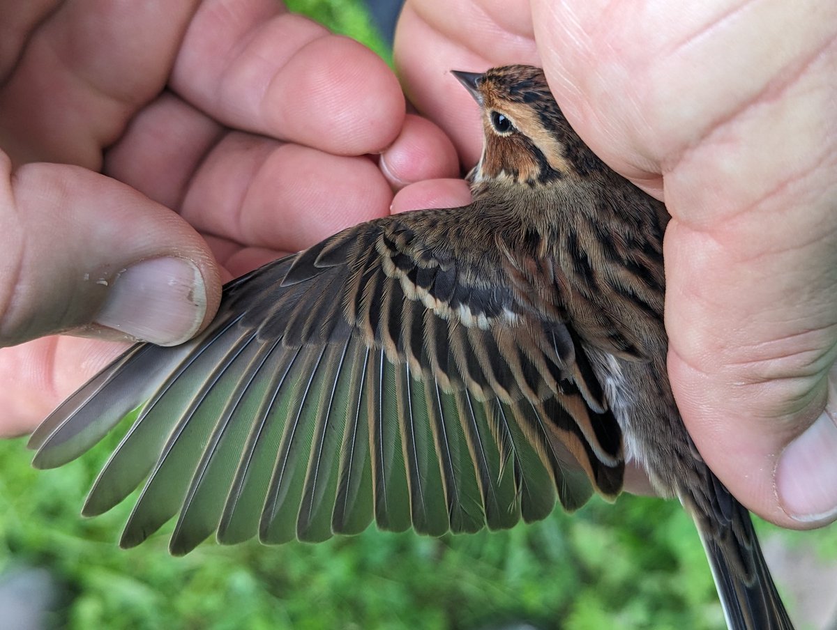 A Little Bunting was ringed by the ABO team this morning, an immaculate adult male. only the 2nd island record.