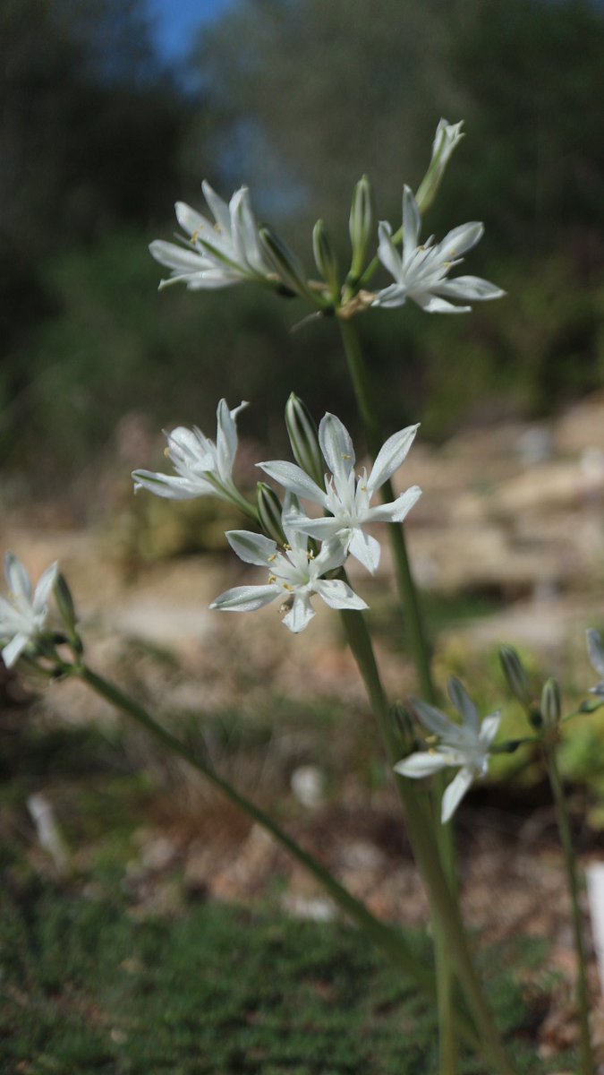 Vagaria parviflora in the garden today. #bulbs #plants