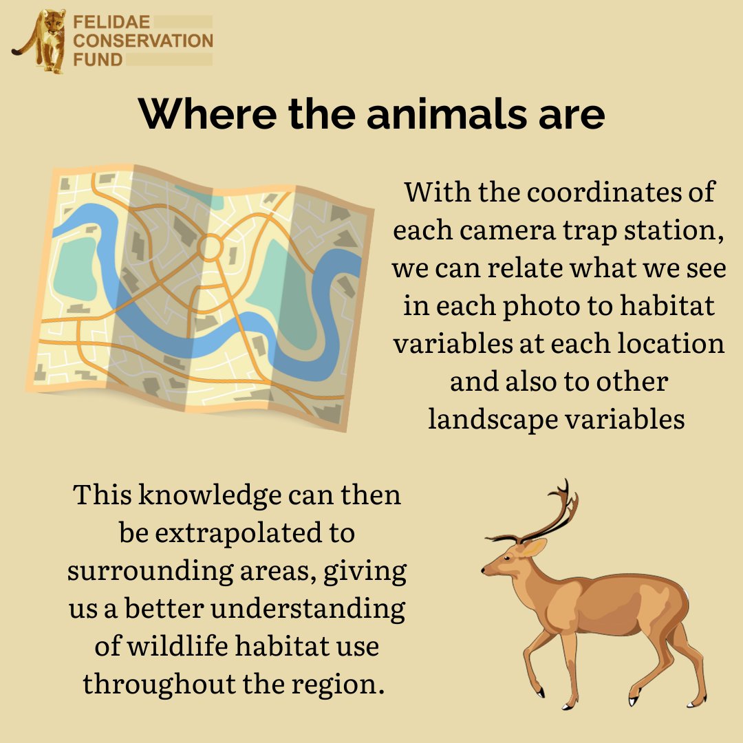 FelidaeFund's tweet photo. We've posted before about how we operate camera traps, but this time we want to share with you what we use their data for! #fieldcamera #cameratrap https://t.co/ks6uxLHXuz