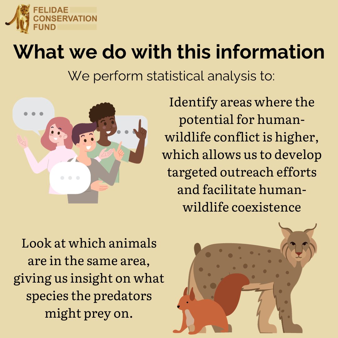 FelidaeFund's tweet photo. We've posted before about how we operate camera traps, but this time we want to share with you what we use their data for! #fieldcamera #cameratrap https://t.co/ks6uxLHXuz