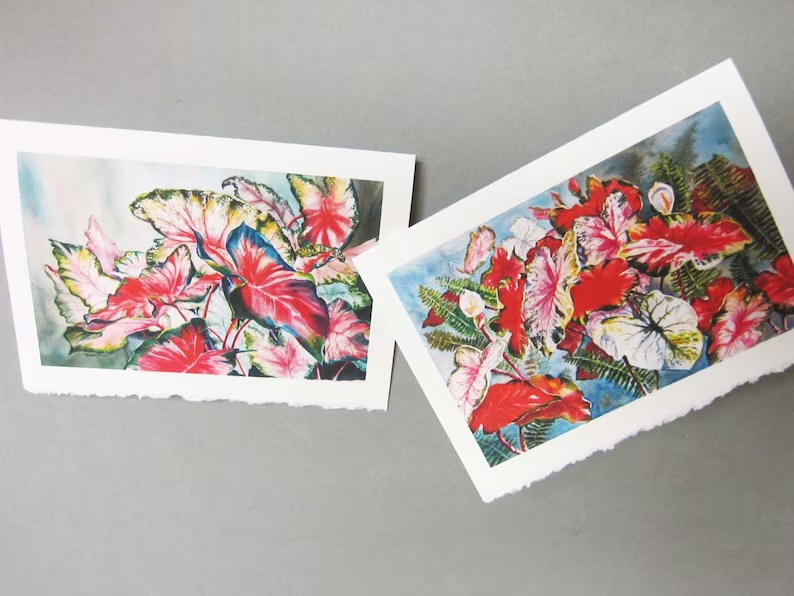 PamelaBaker67's tweet photo. https://t.co/vQAVwhQC6R @RTobaison @WatercolorsNMore #CaladiumNoteCards #ChristmasGift #bmecountdown https://t.co/U1DcesFEik
