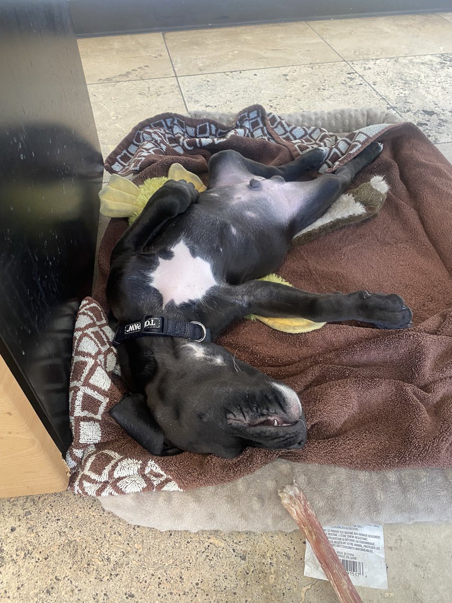 It’s so hard being a Sales Dog