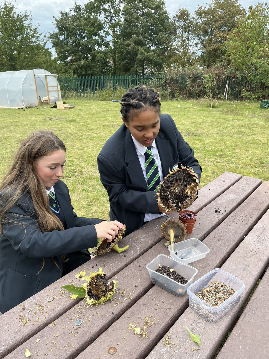 More great gardening from Year 7s in the Springwest Blooms garden today <a href="/SpringwestA/">Springwest Academy 💙</a>