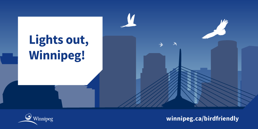 Winnipeg is an important resting place for migrating birds, where they can get protection and food for their journeys. Turn your lights out to help protect them.
winnipeg.ca/birdfriendly #birdfriendly #lightsoutwinnipeg