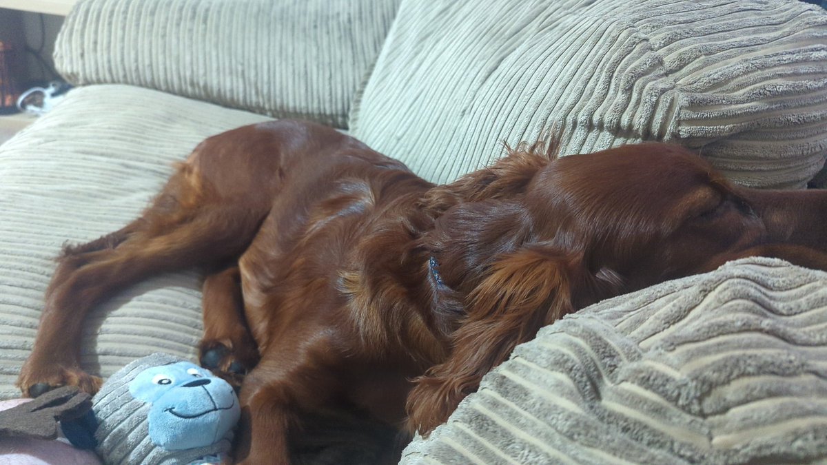 Pippatheirish's tweet photo. Found my sleep spot, very comfy #irishsetter #puppylove #dogsofx #dogsoftwitter https://t.co/aFSpjU8NGW