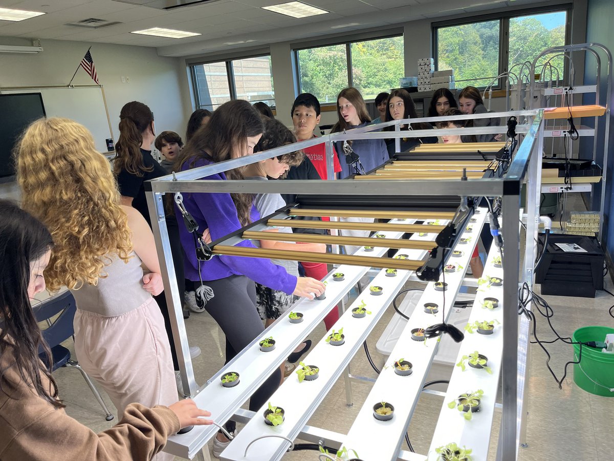 @7BFACS guides 7th grade agricultural scientists through the first #hydroponics transplant of the year #growyourown #sustainableEDU @SevenBridgesMS @NYsunworks @CSF_Chappaqua @JustOlive_Ed #weare7b #wearechappaqua