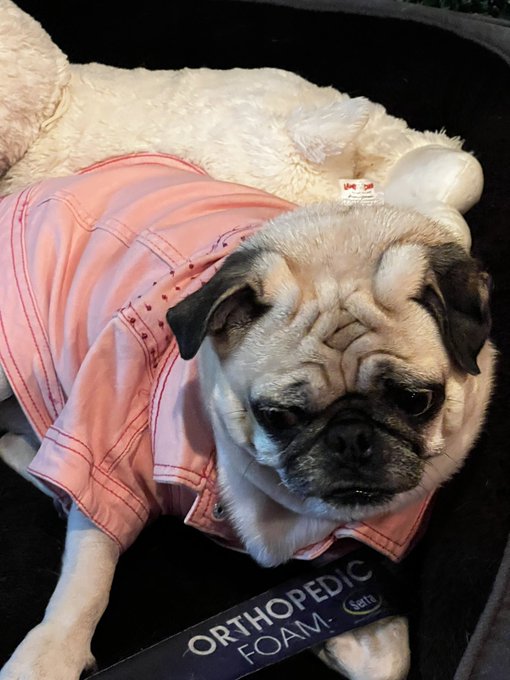 My pug baby has been sick this week with a fever, finally took her into see the doctor. Hopefully they<a href="/tag/oysters"class="tags"><span>#oysters</span></a><a href="/tag/aphrodisiac"class="tags"><span>#aphrodisiac</span></a>