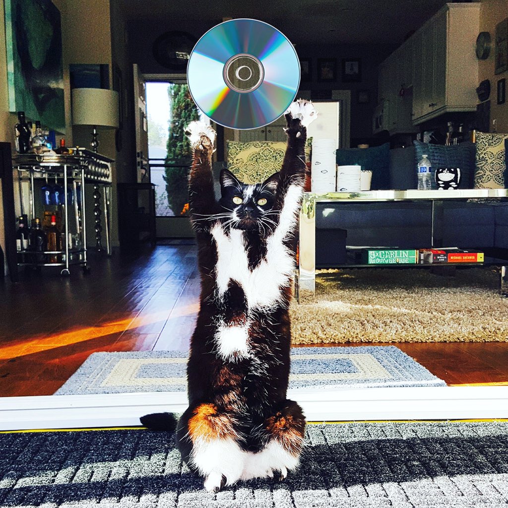 USA and Canada can now pre-order the DVD!  📀  Cat Daddies a.co/d/8kaWXRc 🐈‍⬛