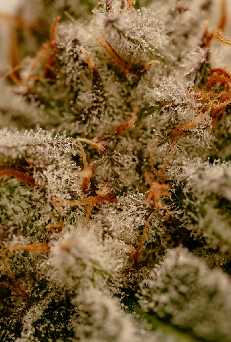 Freedom Town Holdings, LLC tweet media