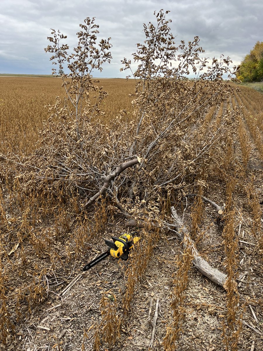 What’s a tool that 5 years ago you never thought you’d own?
I’ll go first!  Battery operated chain saw… Pretty handy!