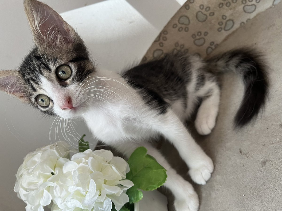 carulips's tweet photo. Alguien en Barranquilla que quiera adoptar una gatita? 

Test de vírales negativos, desparasitada. Es sociable con perros y Gatos. 

Escriban aquí, ayúdame a compartir por favor  🙏 https://t.co/KfsYuWUsxk