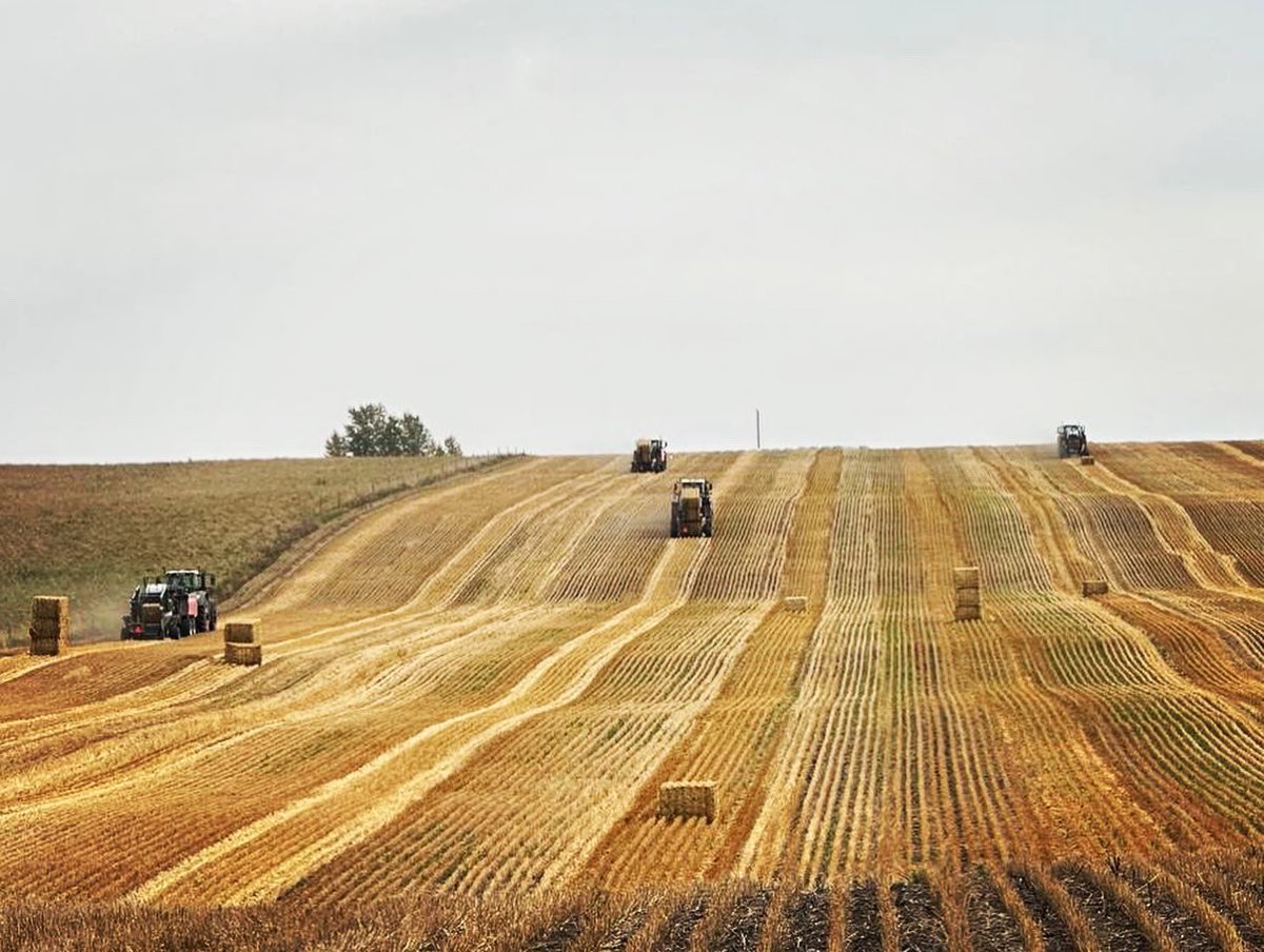 BarrAg2's tweet photo. This is the busiest time of the year... we are combining our grain, chopping the corn and are in the process of building the biggest corn silage pit in the company's history, at the same time we are baling straw, hauling hay while completing domestic and export orders 😅 
THANK U https://t.co/M7BHCKBZjP