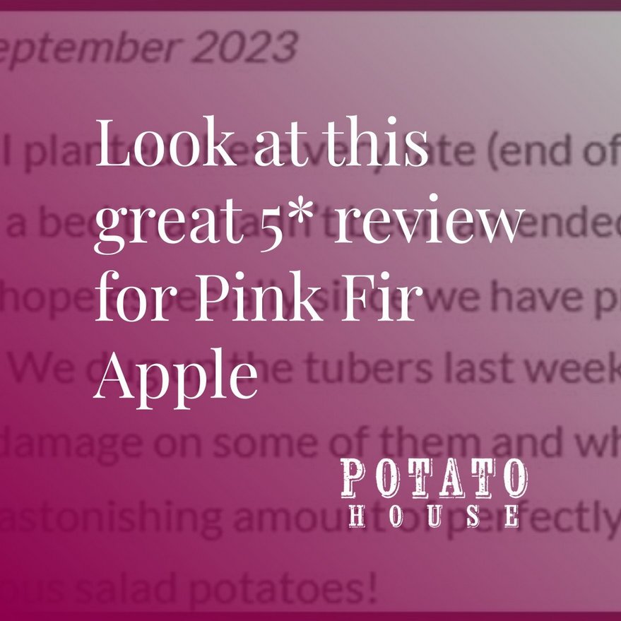 Look at this fantastic review for Pink Fir Apple! They are really nice! I haven't actually had any this year yet! If you have grown some what did you think? potatohouse.co.uk/product/pink-f…