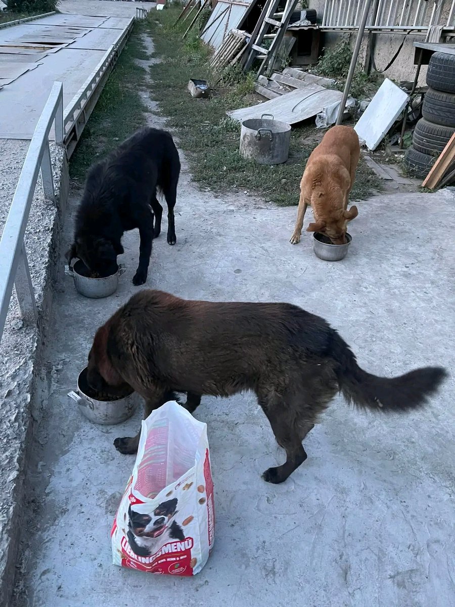 Tailscareua's tweet photo. We will not leave them❤️🇺🇦🐾
Every day we go to homeless animals 
under any circumstances❗️
And no shelling of the city will stop us❌😣🚀
Because these NOSES and TAILS 
need our help🙏 https://t.co/XniYgYva5g