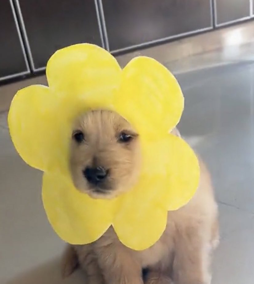 ใครเห็นหมาดอกไม้บานจะโชคดีไปตลอดวัน ฮ่งๆ