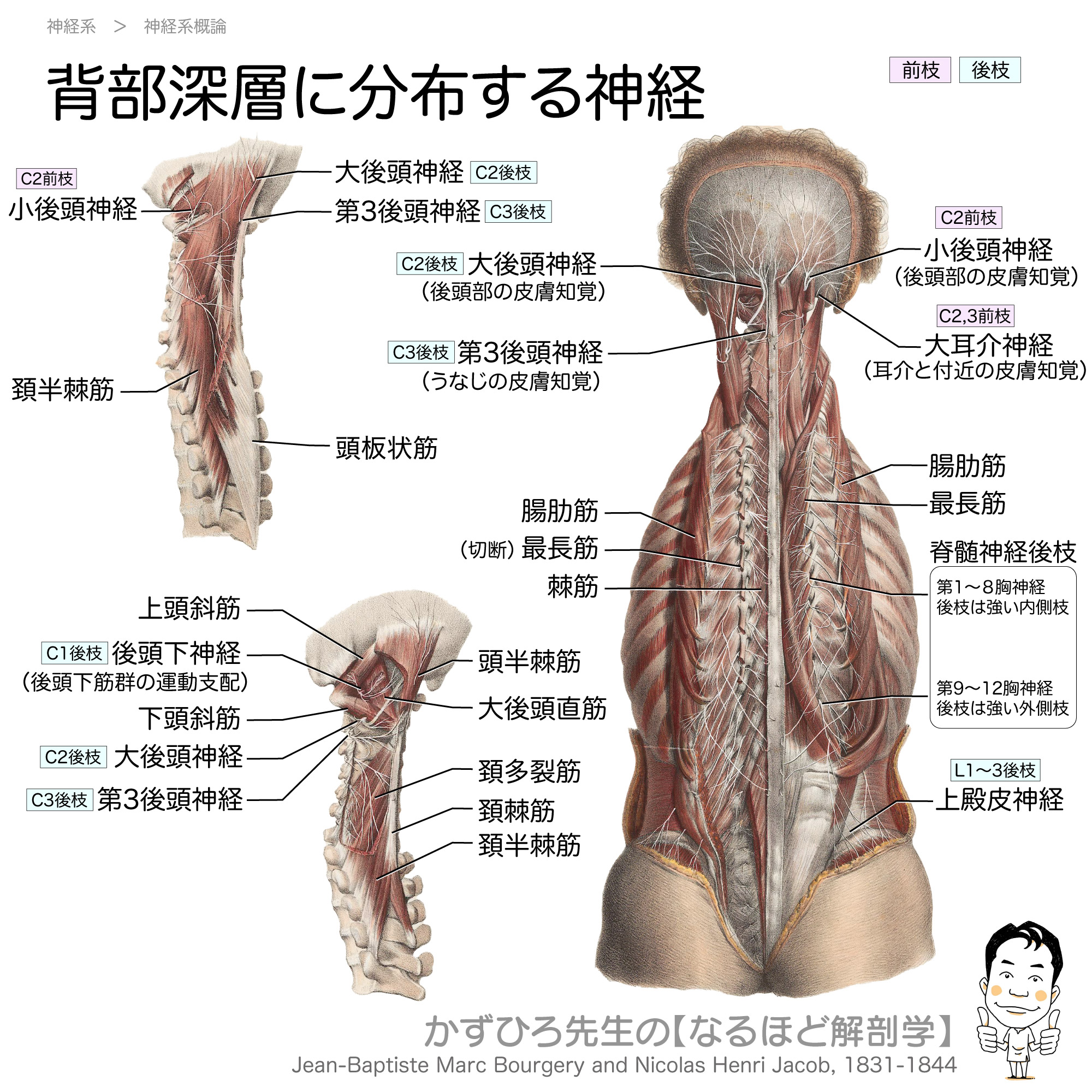 黒澤一弘（かずひろ）解剖学IT教育・指圧師・ラダック on X