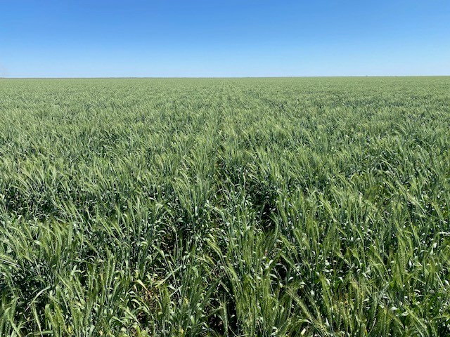 Lancer wheat west of Bellata with yield estimate 2.5-2.75 mt/ha and insured with <a href="/CROPRISKUW/">Crop Risk Underwriting</a> through <a href="/PriagMarketing/">PriagMarketing</a>  #cropinsurance #lancerwheat #australianagriculture <a href="/PacificSeeds/">Pacific Seeds</a>
