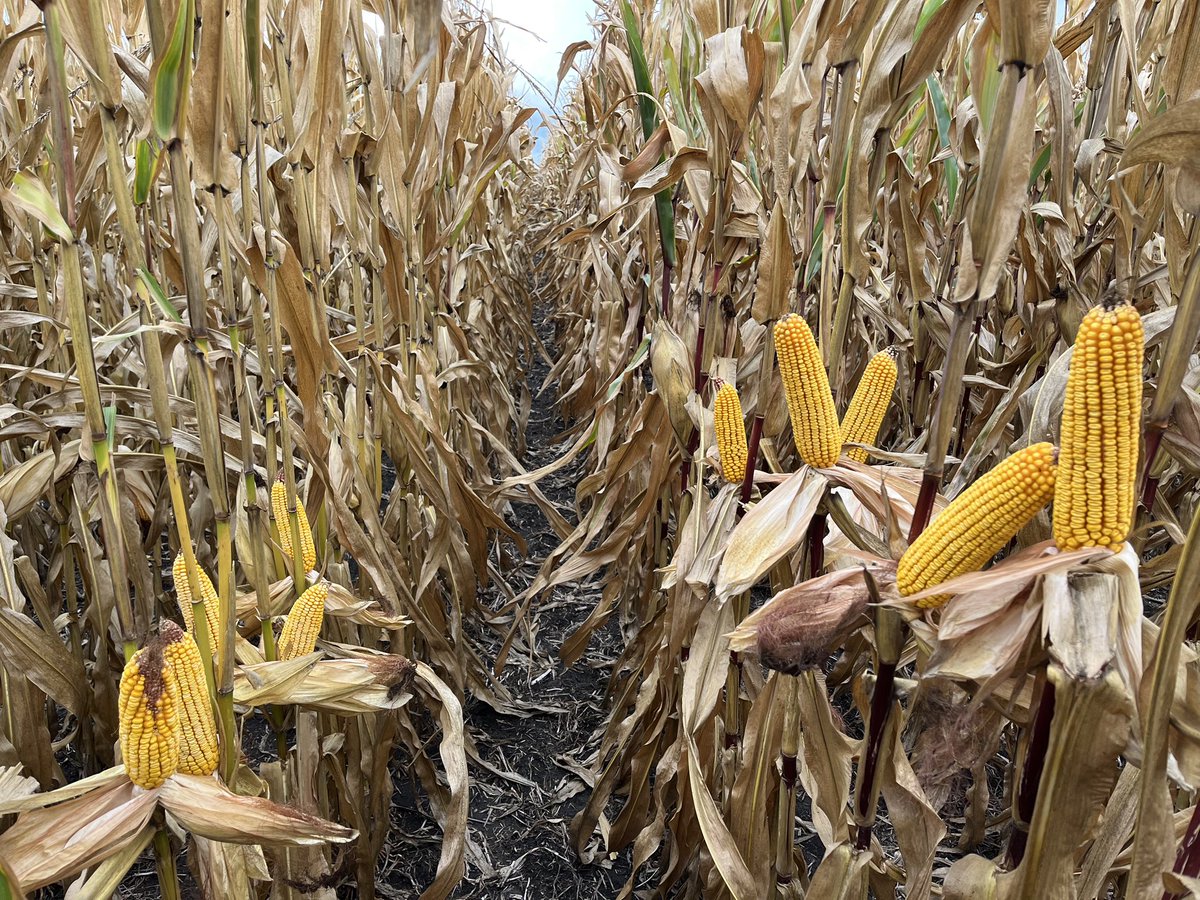 NKSD_SouthernMN's tweet image. New @NKSeeds ‼️NK9771-DV‼️on the right vs. the competitor 97-day on the left.

Not only does this hybrid compete up in relative maturity with outstanding yield it has great late season stalks after being under drought stress all season long!🌽💪🏼

#PlacedToPerform #SuccessMatters