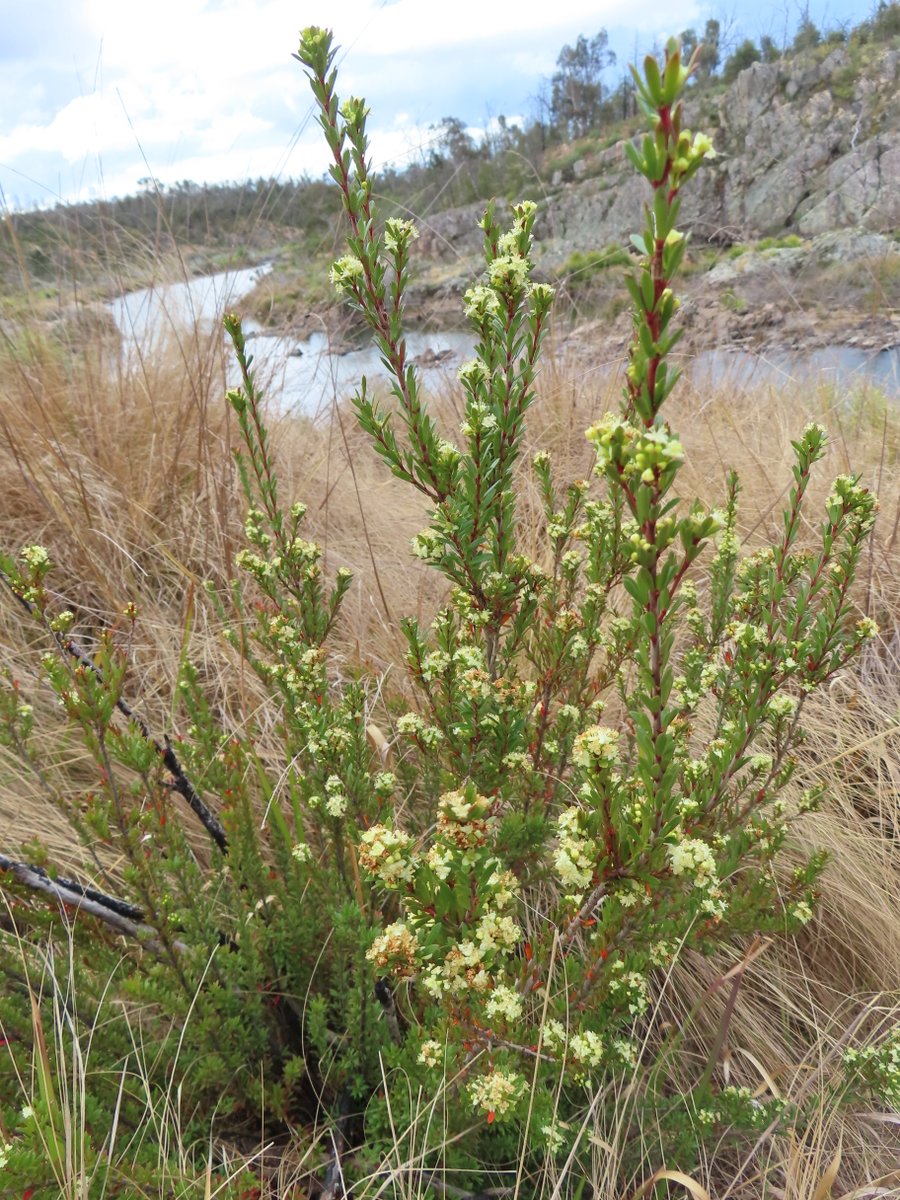 Box Micrantheum or Micrantheum hexandrum now in flower at Bombay Reserve on the Shoalhaven River, NSW #Citizenscience #biodiversity @NatureMapr @CitSciOZ @destinationnsw