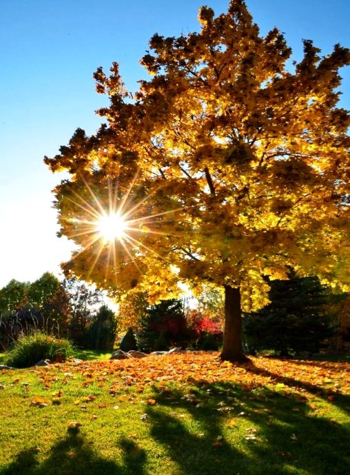Доброе утро 
дорогие мои
Друзья 😘🥰❤️
Солнечного Вам настроения и крепкого здоровья  😘🥰😍❤️