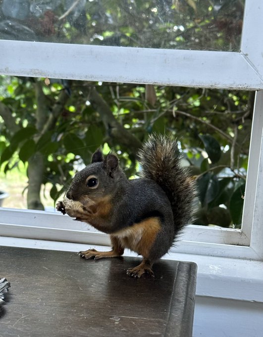 this is my moms pet Scooter she likes peanuts, chasing blue jays and intimidating squirrels 4x her size