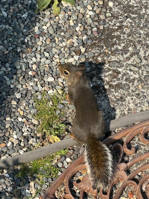 this is my moms pet Scooter she likes peanuts, chasing blue jays and intimidating squirrels 4x her size