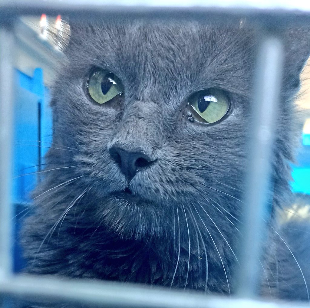 ile0719's tweet photo. Amigos pregunta sería, si organizo una rifa para recaudar fondos para la cuenta en la veterinaria de Maya, nos comprarían boletitos? Con lo de perlita la situación económica quedó depelucada igual que ella 😅 https://t.co/qpgePGj8PY